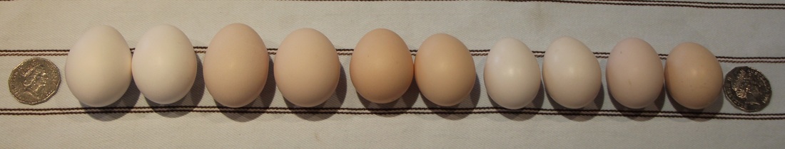 Eggs from different breeds