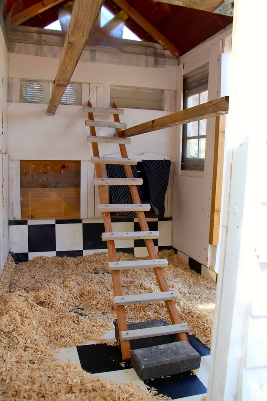 roost bar, chicken, coop interior, vinyl flooring, coop ladder