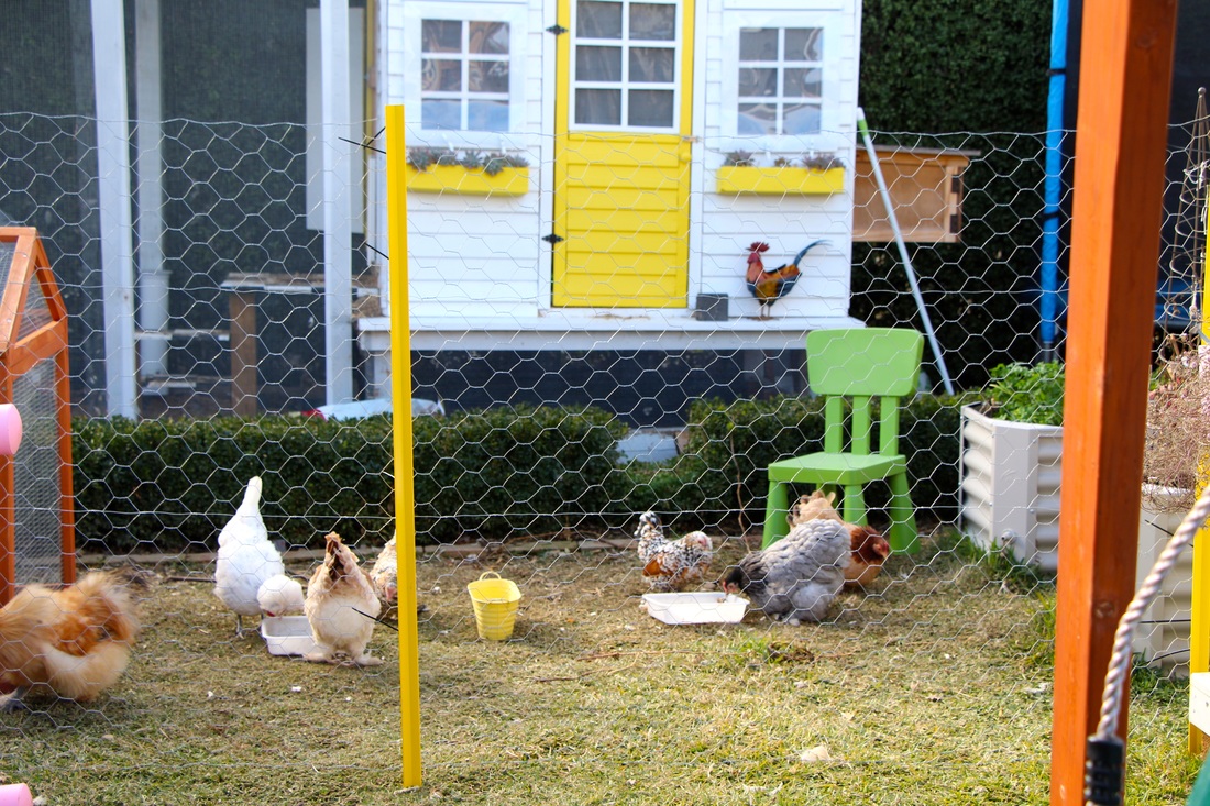 Chicken fence with chicken wire