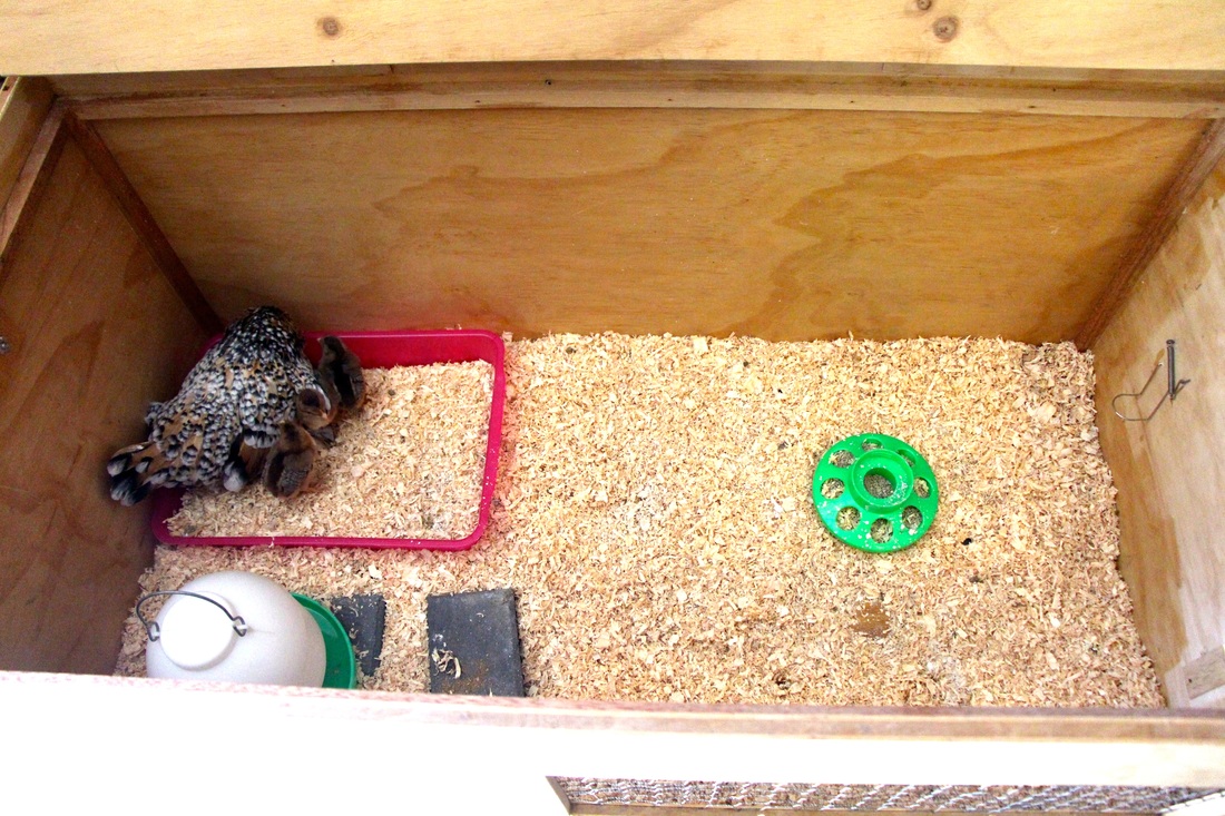 Broody Hen, Broody Box, Chick Adoption