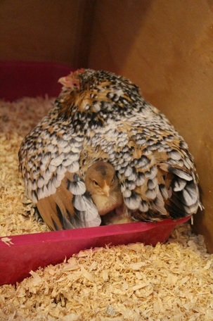 Chick adoption