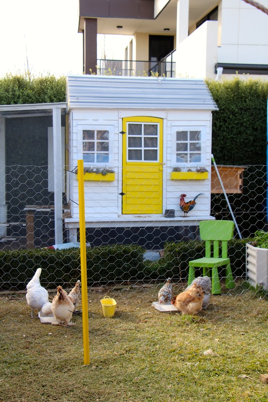 Chicken coop and chicken fence