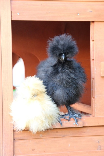 Black and buff Silkie chickens