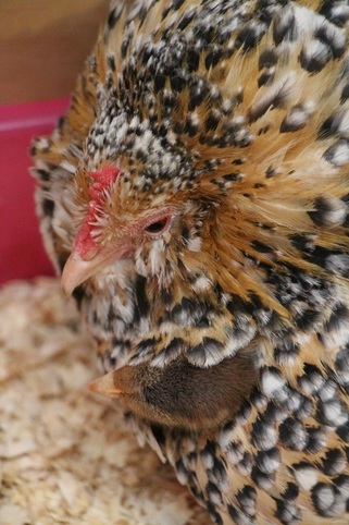 Broody Hen, Chick adoption